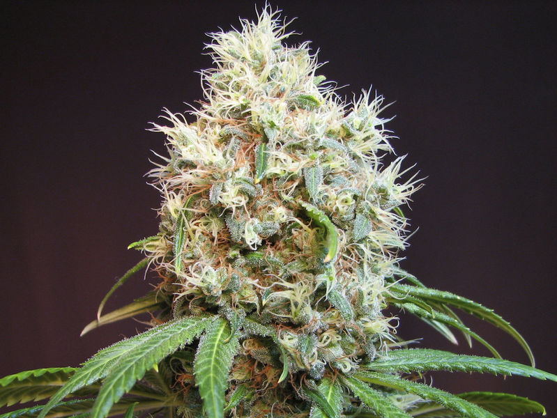 G13-Diesel