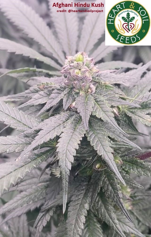 Afghani Hindu Kush