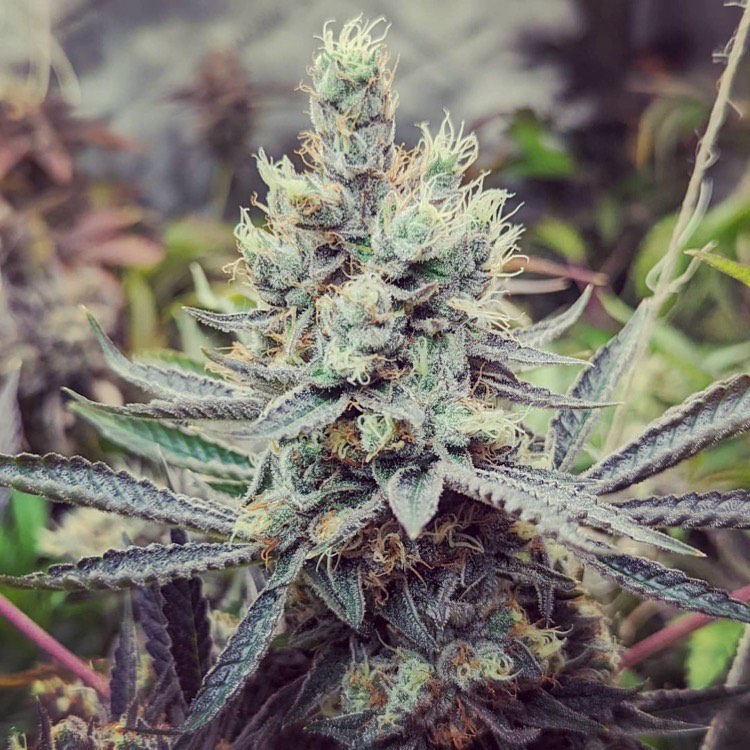 Taste the Rainbow (Heart & Soil Seeds) :: Cannabis Strain Info ::  SeedFinder.eu