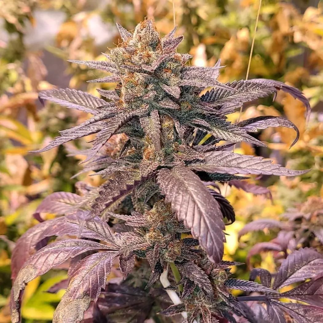 Raspberry Mumma Queen