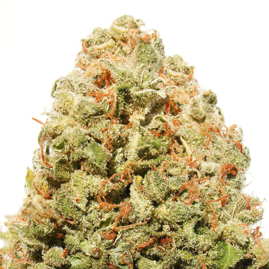 Strawberry Cheesecake: strain page photo, credit seedfinder.eu, copyright status shown with credit copyright unverified