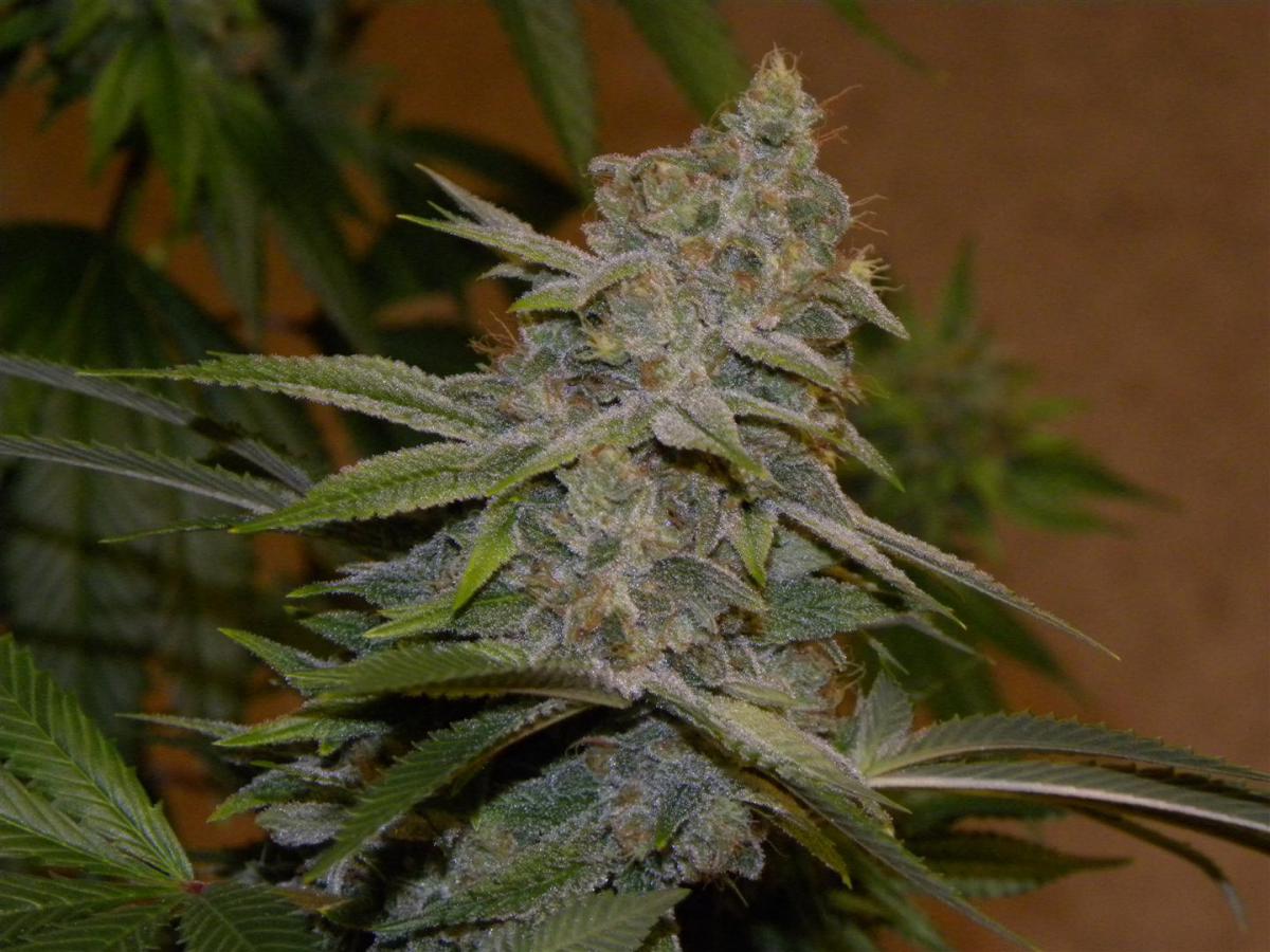 Elite Lemon Larry BX