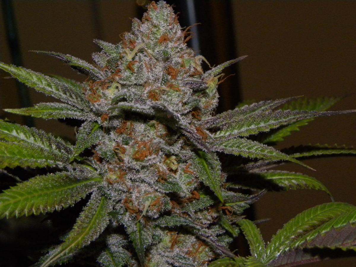 Elite Lemon Larry IBL