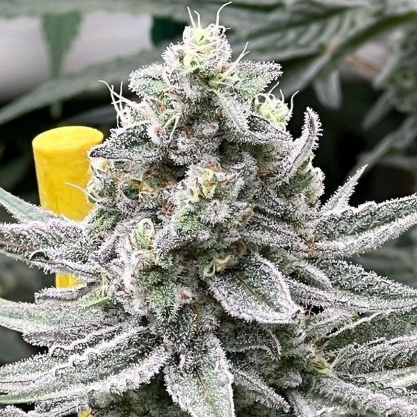 Chimera Junky flowering cannabis, as labeled by the cited photo source
