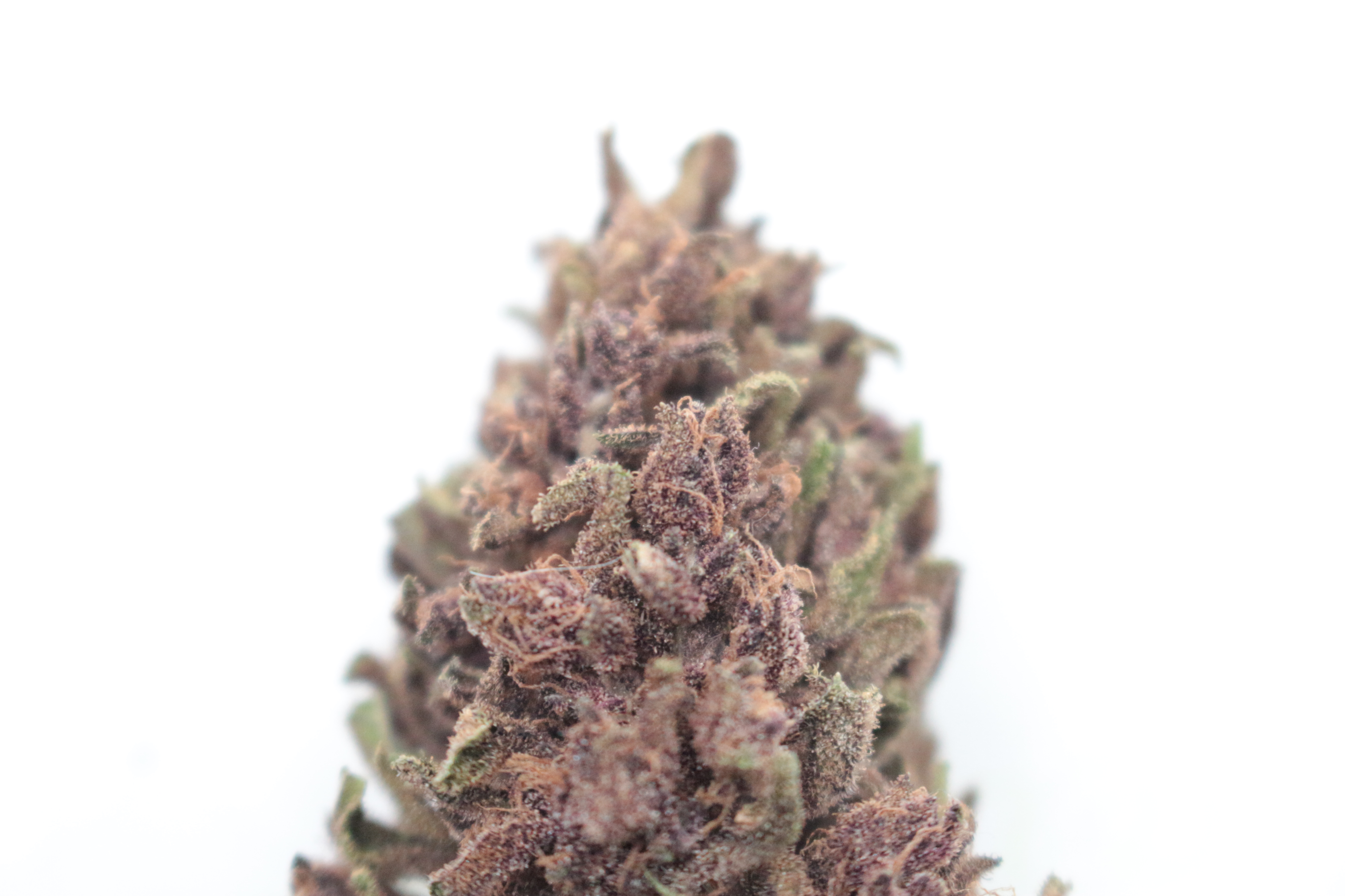 Banana Blue archive 0