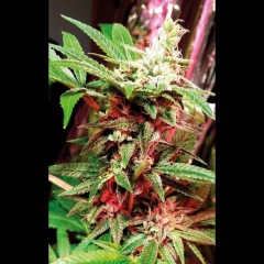 Banana Bread archive 0