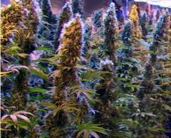 Malawi Gold: strain page photo, credit seedfinder.eu, copyright status shown with credit copyright unverified