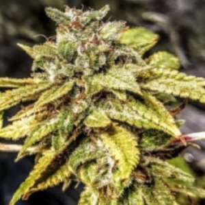 Mandarin Cookie Sherbert archive 0