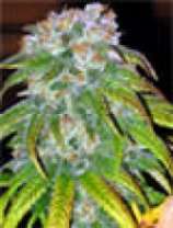 Big Bud: strain page photo, credit seedfinder.eu, copyright status shown with credit copyright unverified