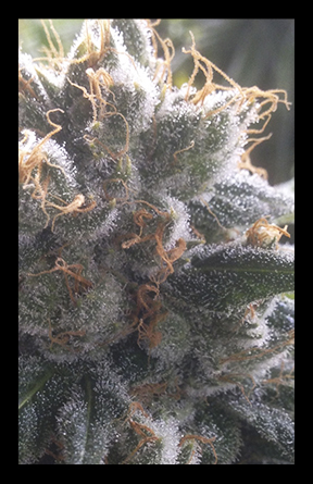 Barbara Bud flowering cannabis, as labeled by the cited photo source