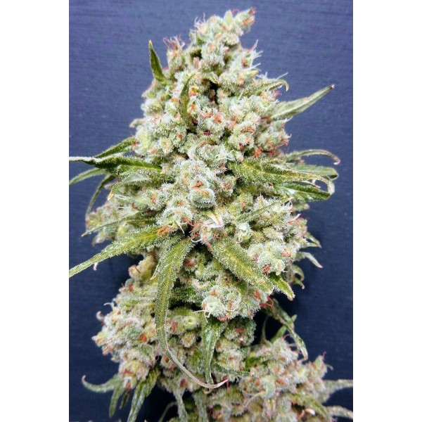 Malawi: strain page photo, credit seedfinder.eu, copyright status shown with credit copyright unverified
