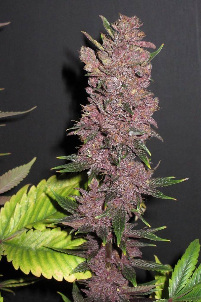Purple Kush: strain page photo, credit seedfinder.eu, copyright status shown with credit copyright unverified