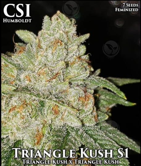 triangle kush vape wirkung Vaporizer AroMed 4.0 im Koffer
