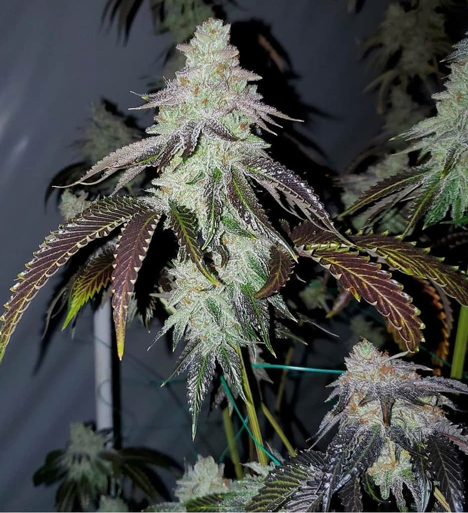 Triangle Kush X Zkittlez (CSI Humboldt) :: Cannabis Strain Info ::  SeedFinder.eu