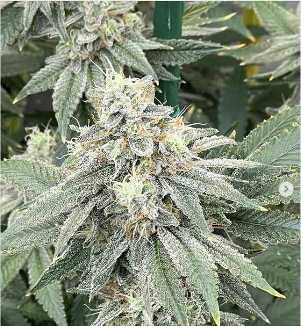 Zkittlez X Lemon Party (CSI Humboldt) :: Cannabis Strain Info
