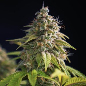 Ed Rosenthal Super Gas