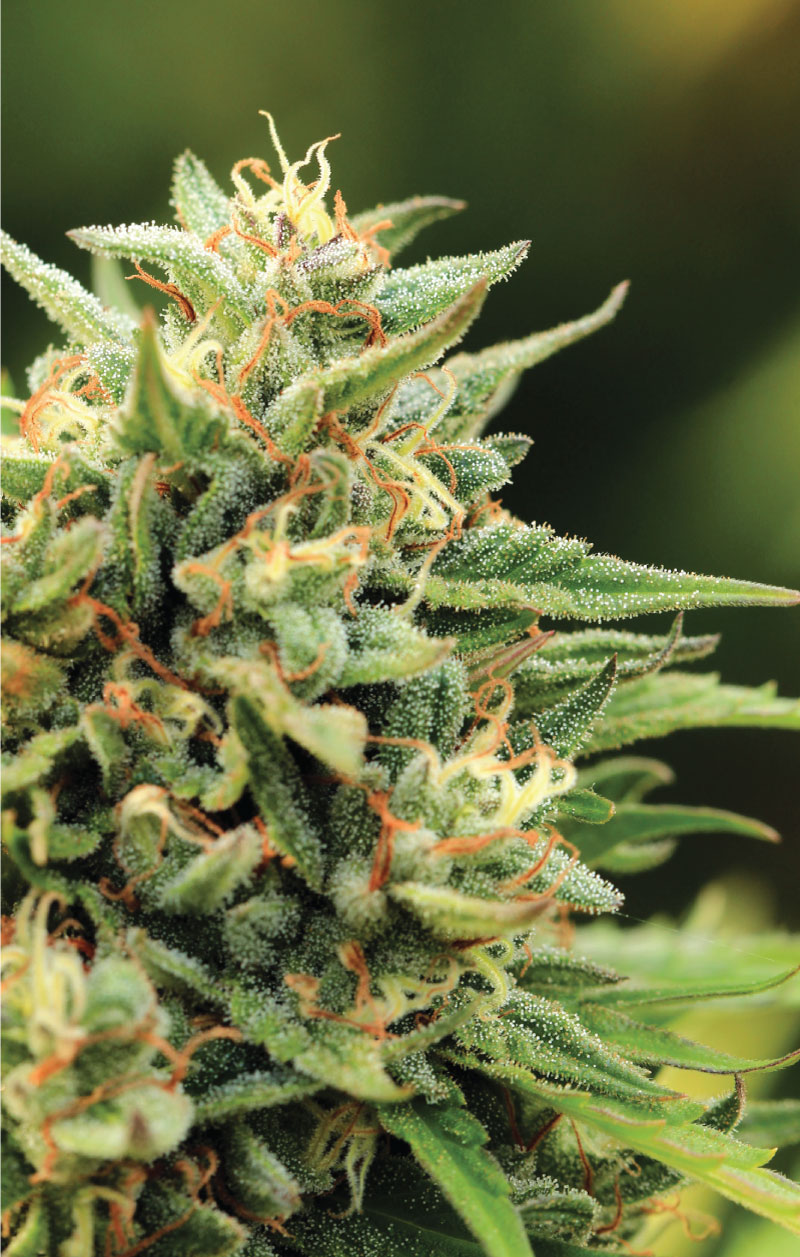 California Sour Diesel archive 0