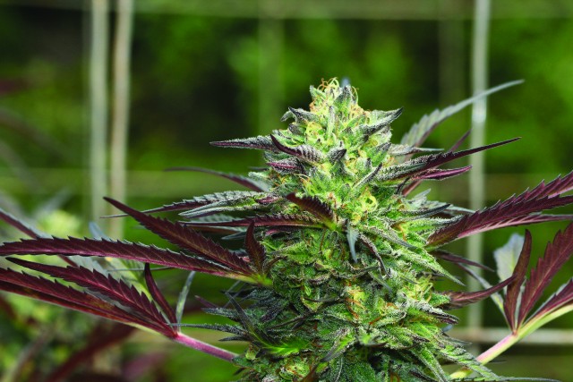 G.S. Cookies archive 0