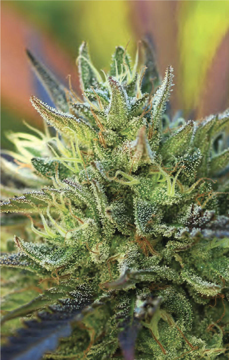 Lemon Kush: strain page photo, credit seedfinder.eu, copyright status shown with credit copyright unverified