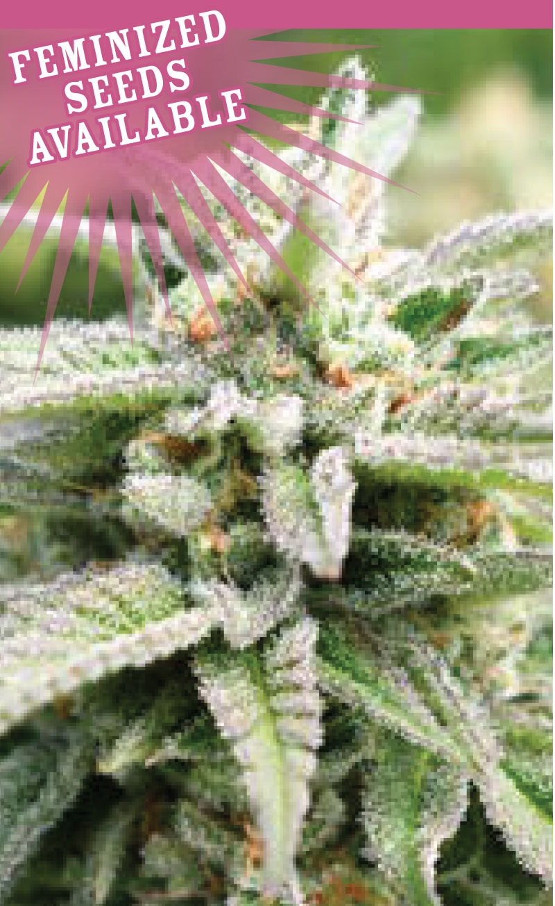 Magic Melon Autoflower archive 0