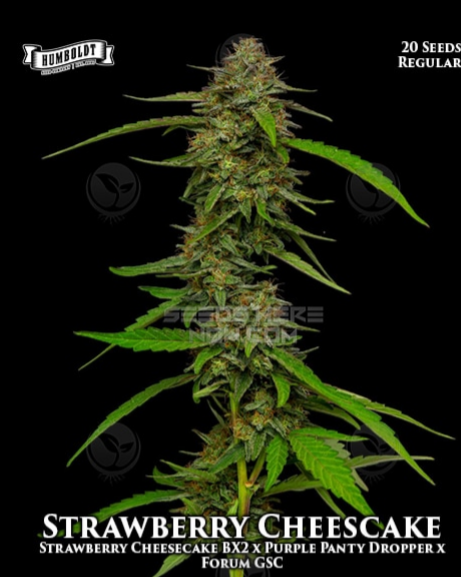 Strawberry Cheesecake: strain page photo, credit seedfinder.eu, copyright status shown with credit copyright unverified