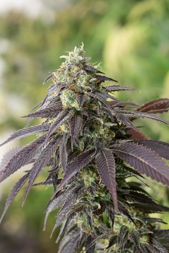 707 Headband: strain page photo, credit seedfinder.eu, copyright status shown with credit copyright unverified