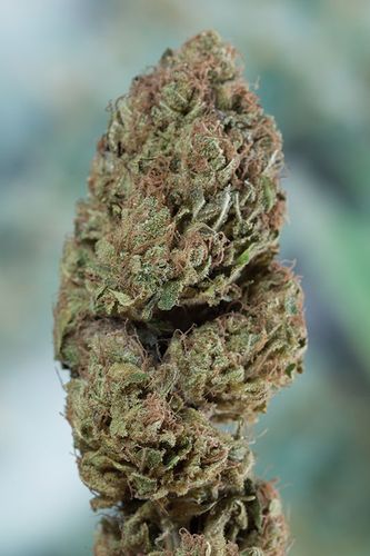 Blueberry Headband: strain page photo, credit seedfinder.eu, copyright status shown with credit copyright unverified
