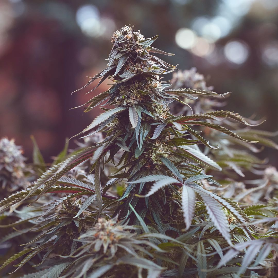 Purple Zacatecas flowering cannabis, as labeled by the cited photo source