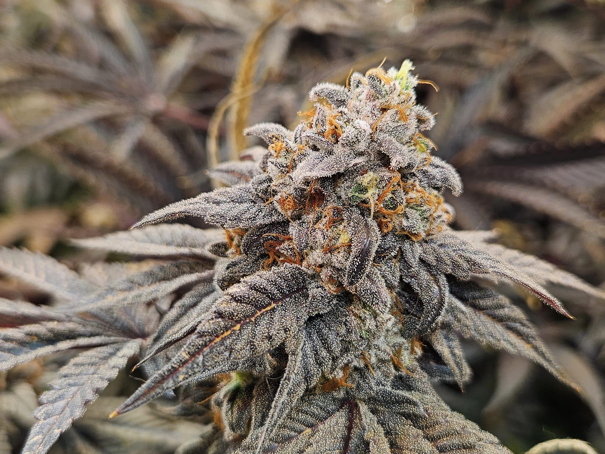 Hawaiian Shirt Sunday