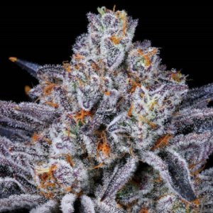 Platinum Kush Breath: strain page photo, credit seedfinder.eu, copyright status shown with credit copyright unverified