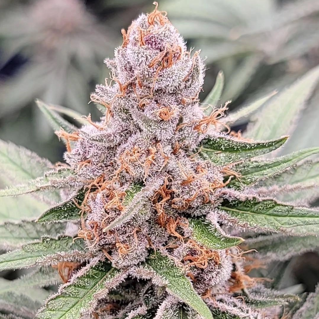 Midori　 WD80EFAX⑥ Midori 44 (In House Genetics) :: Cannabis Strain Info :: SeedFinder.eu