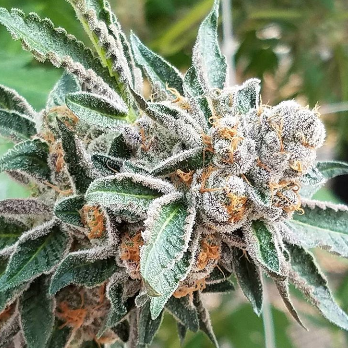 https://seedfinder.eu/storage/pics/01seeds/In_House_Genetics/In_House_Genetics_-_OGKB_V2_1.png