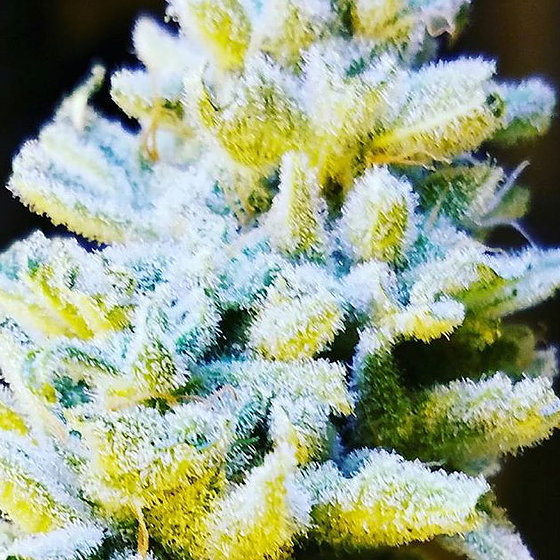 Platinum: strain page photo, credit seedfinder.eu, copyright status shown with credit copyright unverified