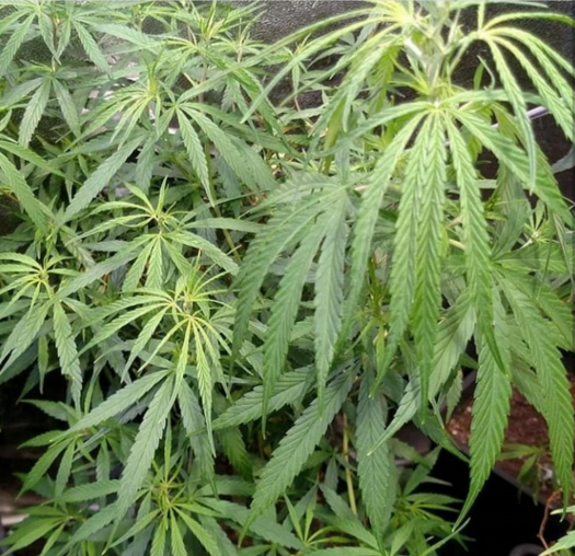 Assam Hash Plant (Indian Landrace Exchange) :: Cannabis Strain Info ::  SeedFinder.eu