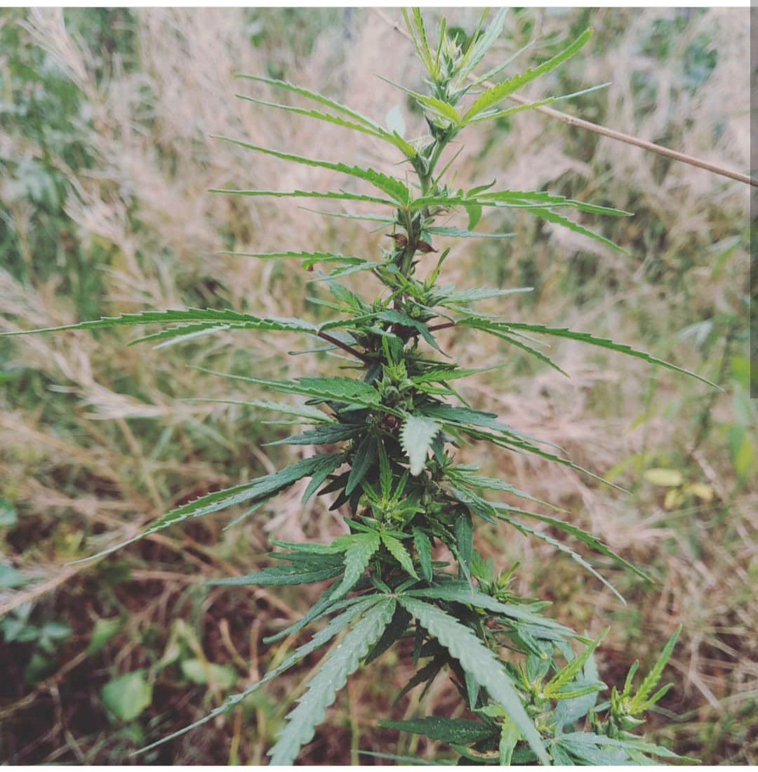 Cambodia Mekong River Delta