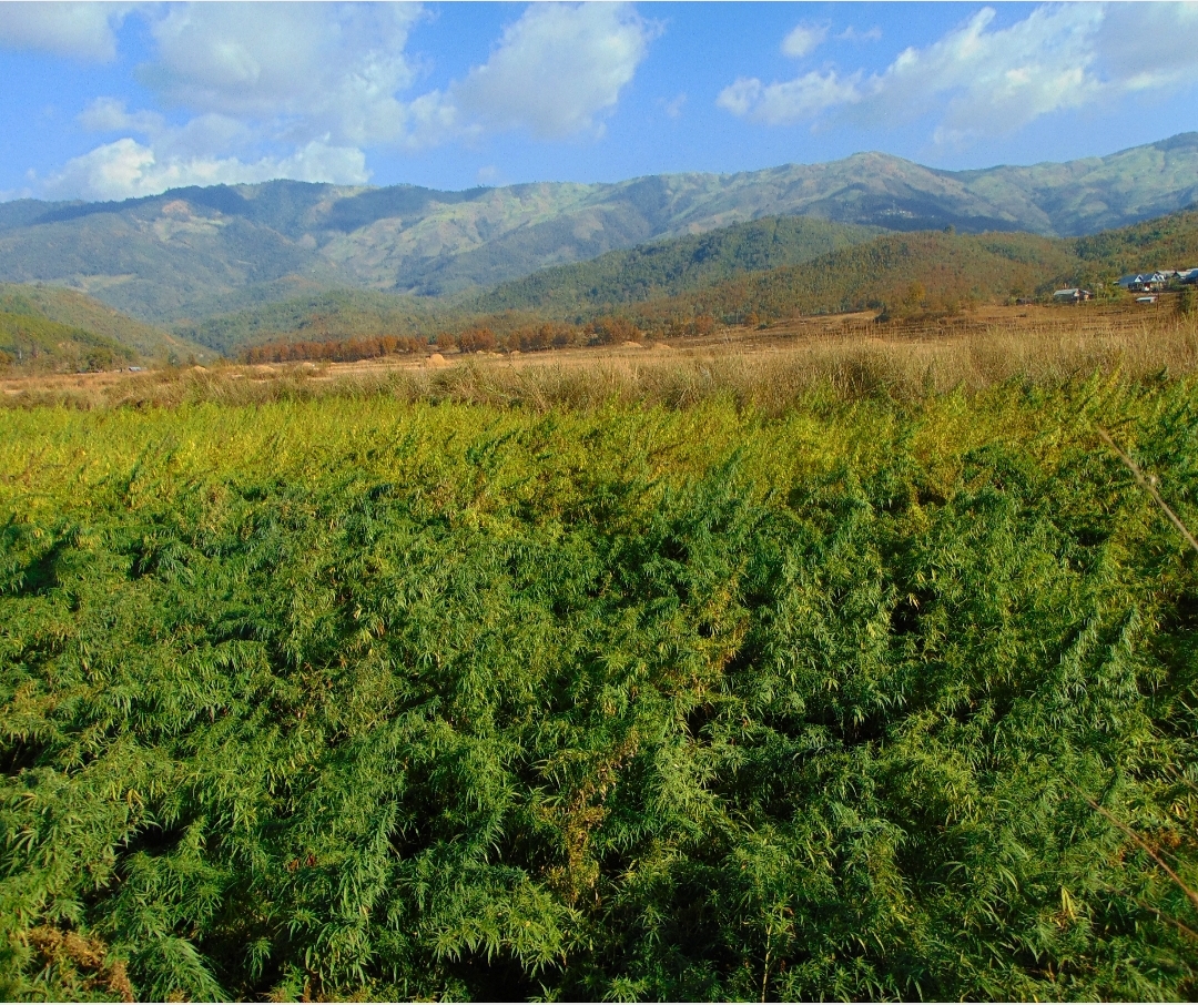 Eastern Manipur-Burma