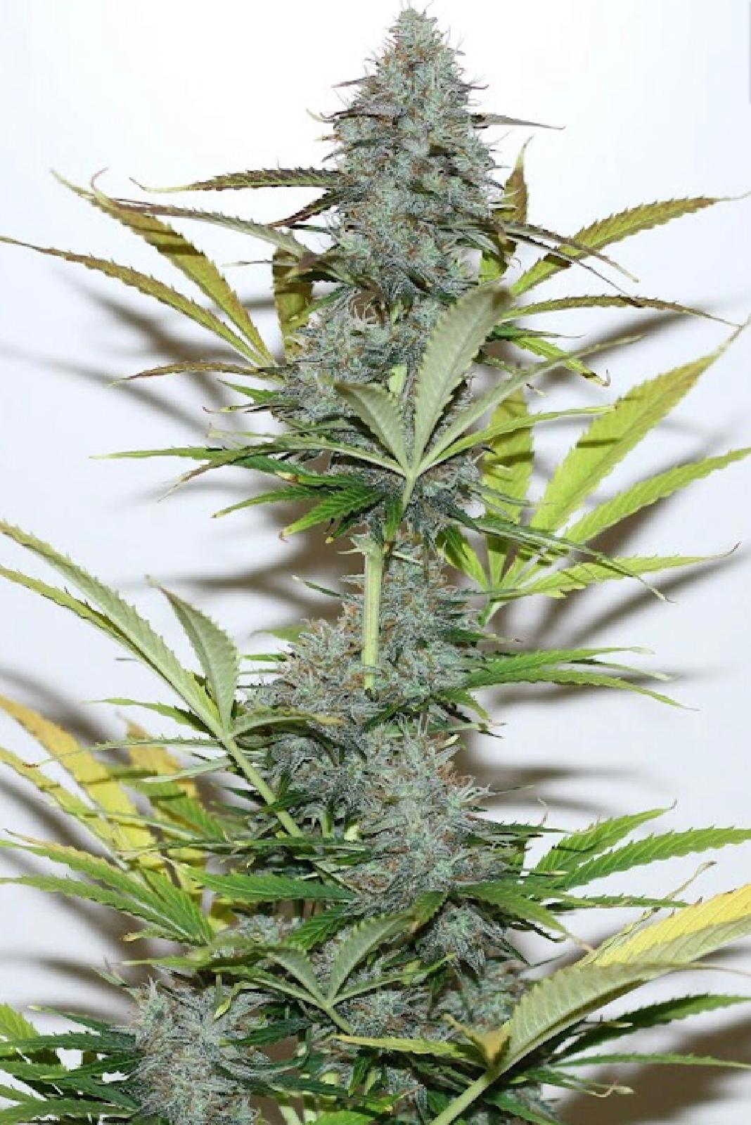 Jamaican Blue archive 0