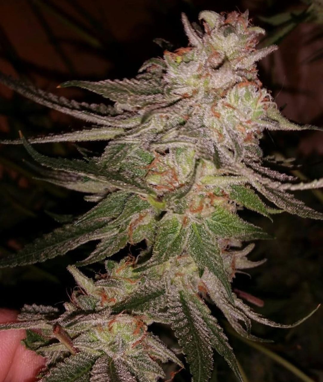 Head Stomper archive 0