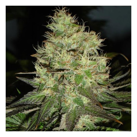 Auto Jack Horrendus archive 0