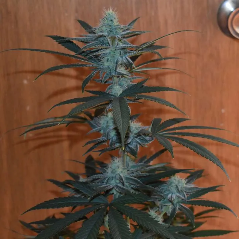 Jah Hoover Cheese Bc1 archive 0