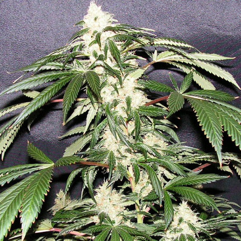 Yum Yum Bud archive 0