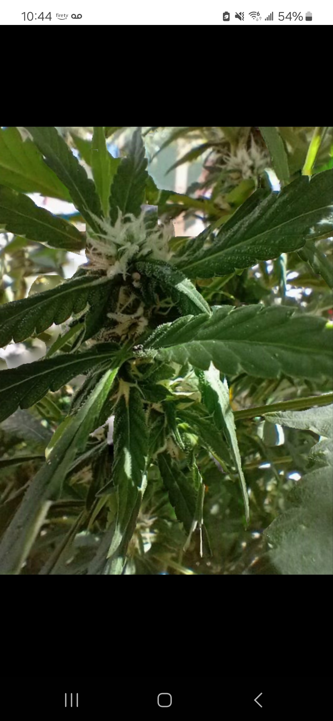 New Mexico Pecan Pie archive 0