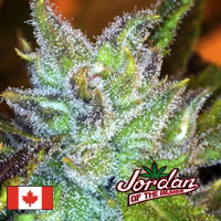Blue Hawaiian: strain page photo, credit seedfinder.eu, copyright status shown with credit copyright unverified