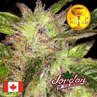 God Bud: strain page photo, credit seedfinder.eu, copyright status shown with credit copyright unverified