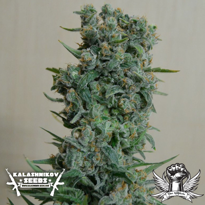 Kalashnikov Original