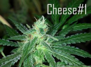 Cheese #1 flowering cannabis, as labeled by the cited photo source