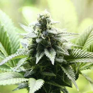 Indica Cream archive 0