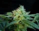 Mataro Blue: strain page photo, credit seedfinder.eu, copyright status shown with credit copyright unverified