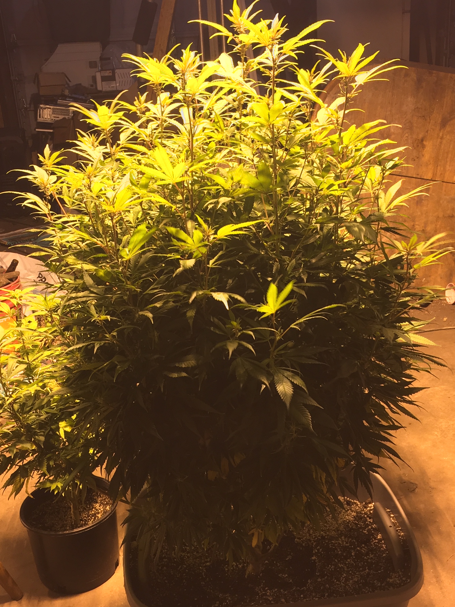 Kaos Purps archive 0