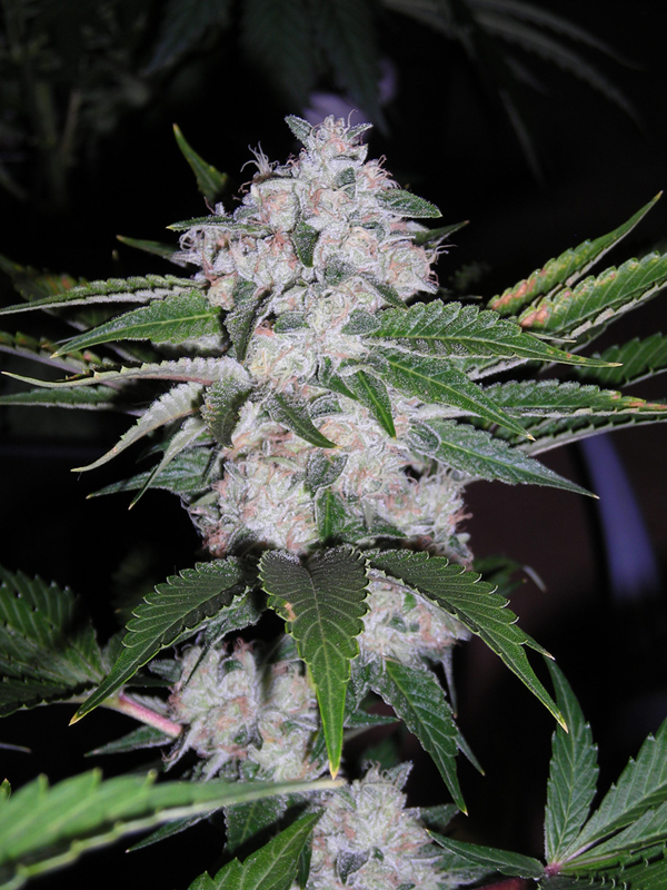 Triple Kush flowering cannabis, as labeled by the cited photo source